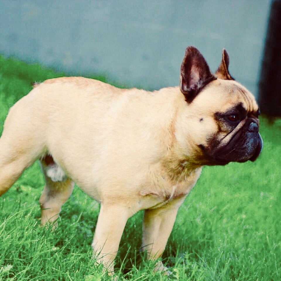 Nakao de la Croix d'Atal