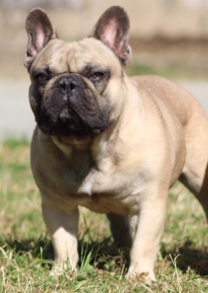 Mikado de la Croix d'Atal