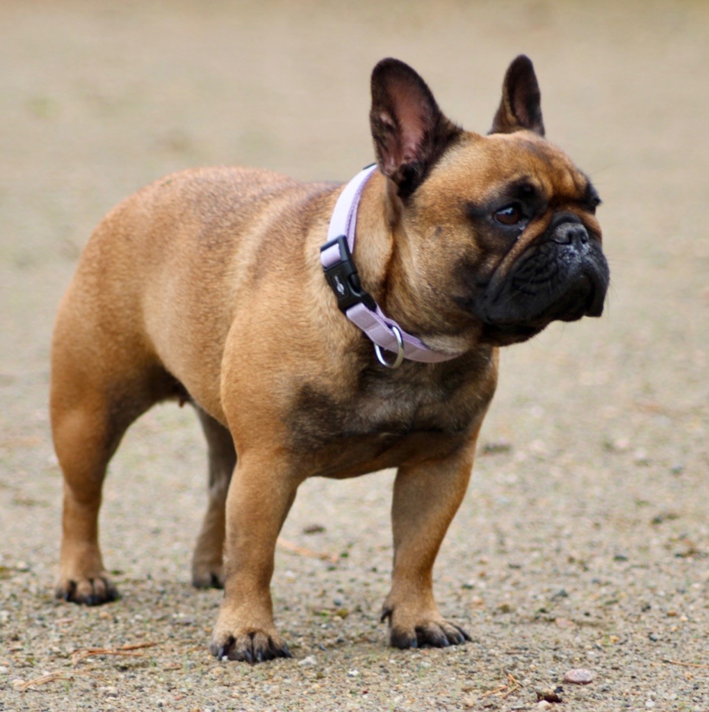 Umi kaona de la Croix d'Atal