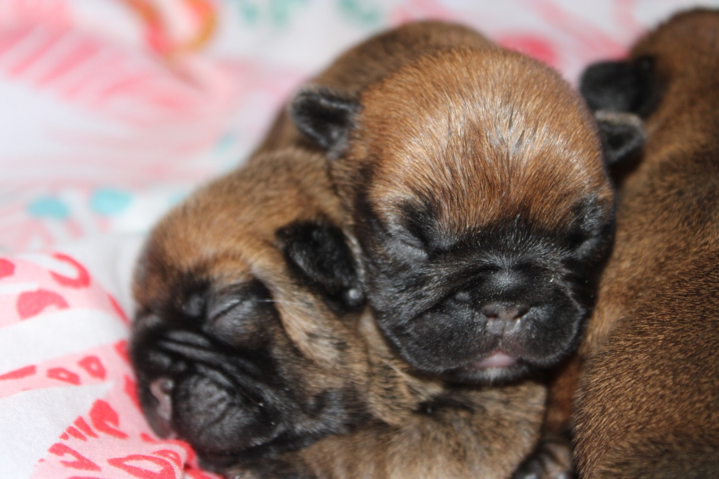 Les premiers bébés des Rêves de Kaona sont arrivés