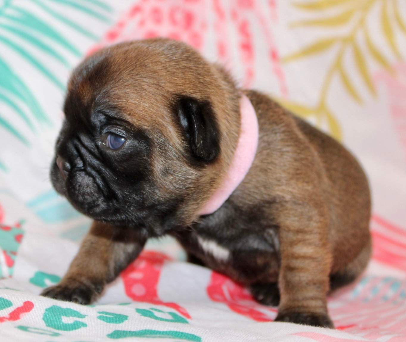 Des Rêves De Kaona - Chiots disponibles - Bouledogue français