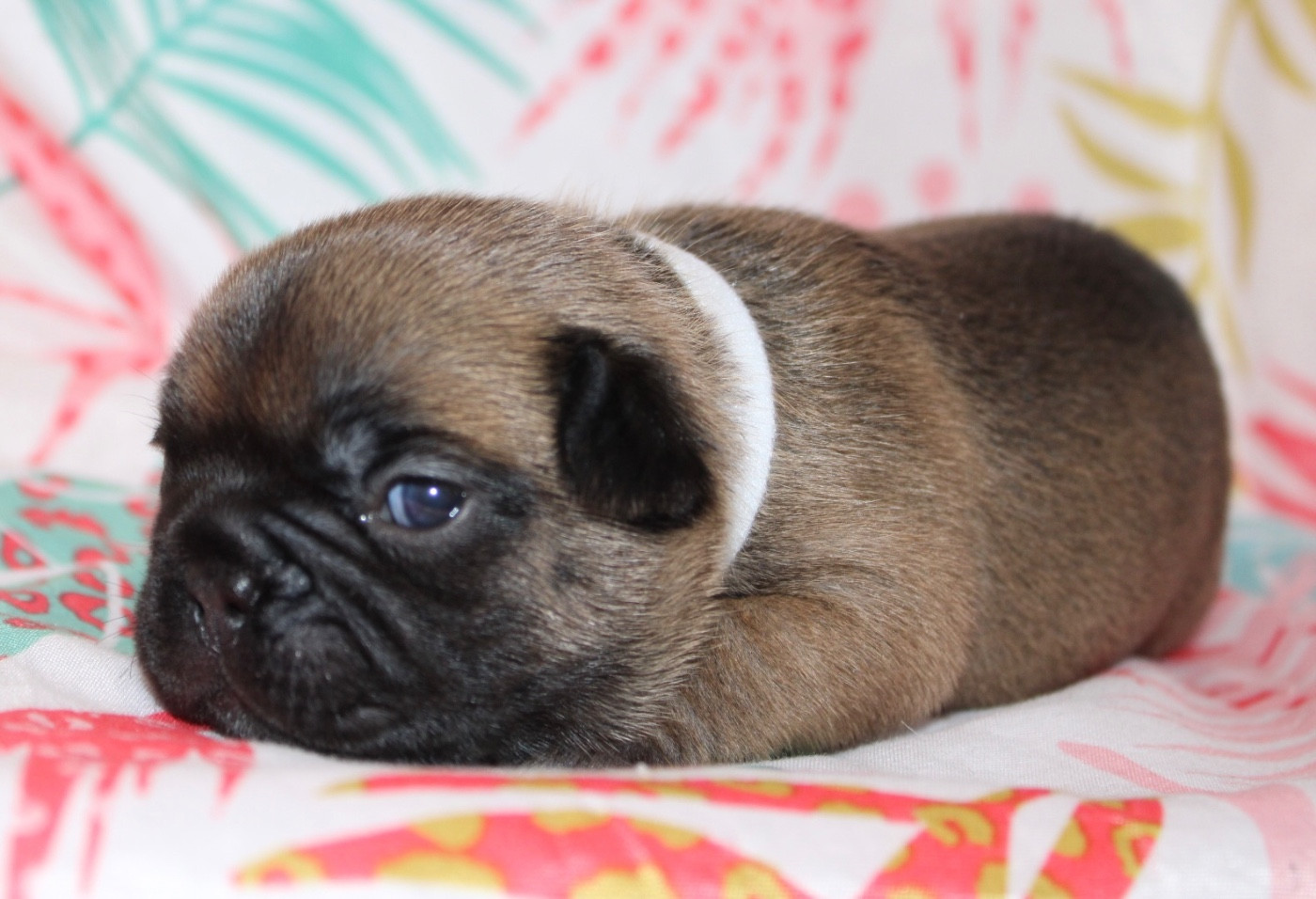 Des Rêves De Kaona - Chiots disponibles - Bouledogue français