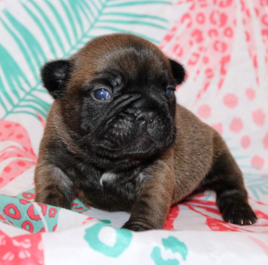 Des Rêves De Kaona - Chiots disponibles - Bouledogue français