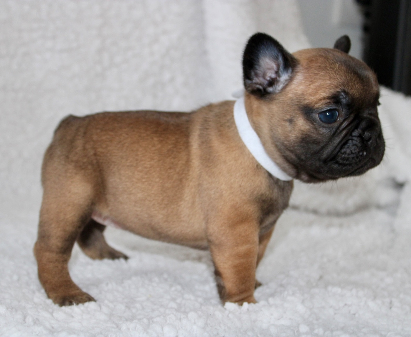 Des Rêves De Kaona - Chiots disponibles - Bouledogue français