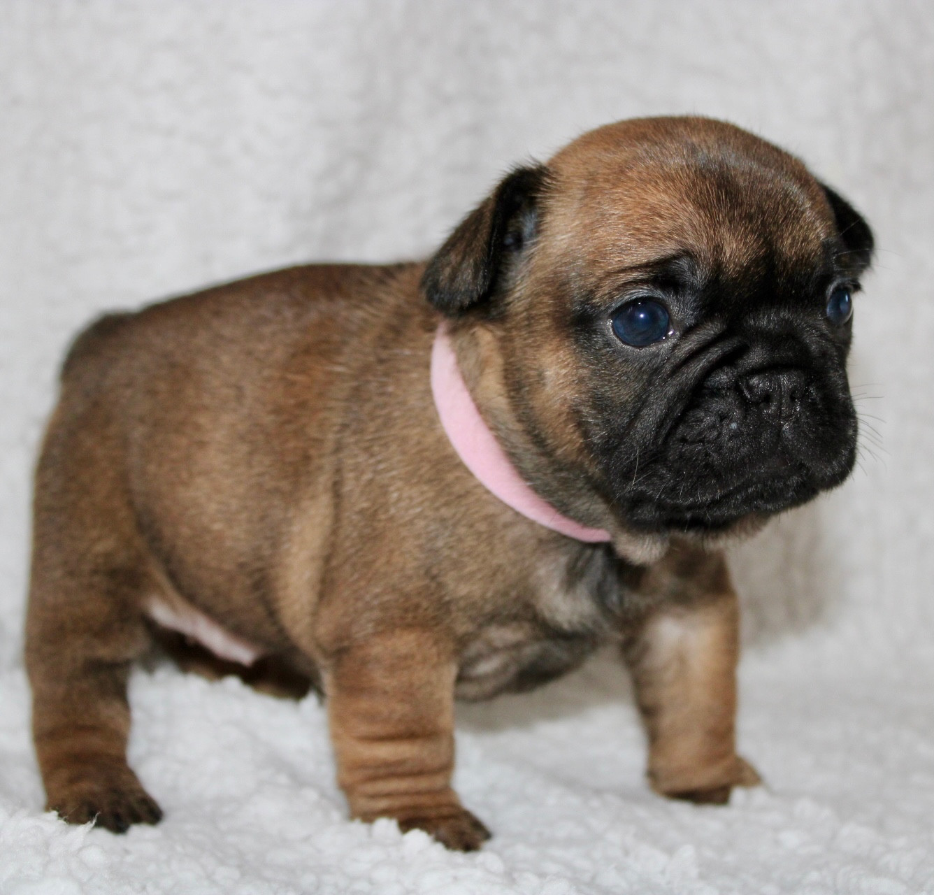 Des Rêves De Kaona - Chiots disponibles - Bouledogue français