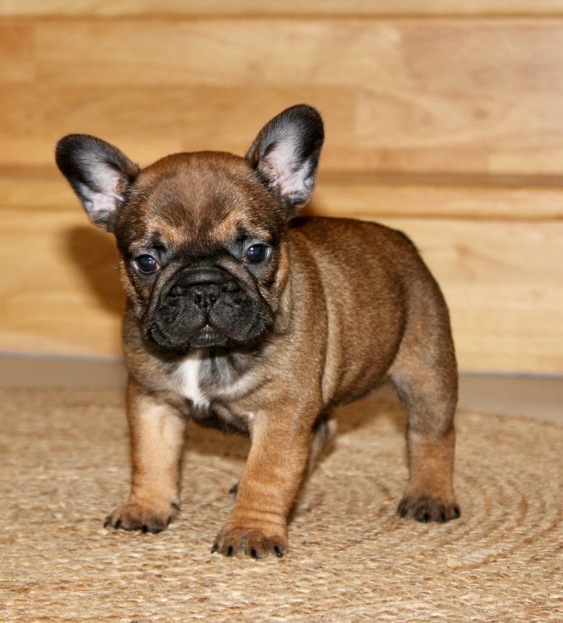 Des Rêves De Kaona - Bouledogue français - Portée née le 28/12/2025